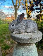 Tamme Vlaamse reuzen, Dieren en Toebehoren, Konijnen