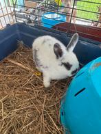 Lapins nains, Plusieurs animaux, Nain, 0 à 2 ans