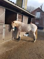 Lieve D-Pony te koop, Dieren en Toebehoren, Pony's, Gechipt, Ruin, M, 11 jaar of ouder