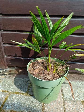 Winterharde palmboom trachycarpus fortunei beschikbaar voor biedingen