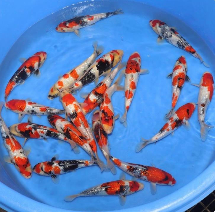 Vous voulez acheter vous-même une boîte à koï ? Importé, Animaux & Accessoires, Poissons | Poissons d'étang, Carpe ou Koï