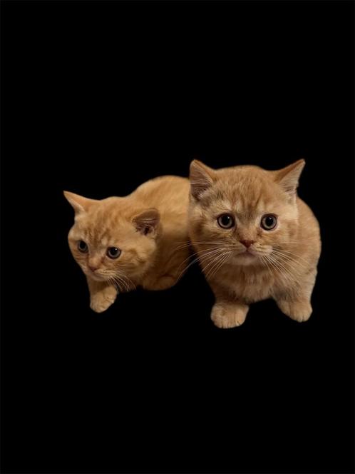 Prachtige Brits korthaar kittens, Dieren en Toebehoren, Katten en Kittens | Raskatten | Korthaar, Gechipt