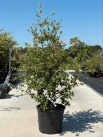 Quercus Ilex - Steeneik, Ophalen