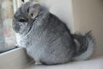 chinchilla standaard angora bokje, Animaux & Accessoires, Rongeurs, Mâle, Chinchilla