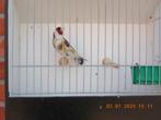 putter wildkleur pop, Dieren en Toebehoren, Vogels | Overige Vogels