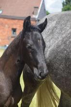 Hengstenveulen, Springpaard, Niet van toepassing, 0 tot 2 jaar, Hengst