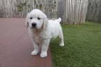 Magnifiques chiots Golden Retriever avec pedigree, Animaux & Accessoires, Golden retriever, Plusieurs, Hépatite contagieuse (maladie de Rubarth)