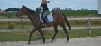Braaf leuk gezins paard, Merrie