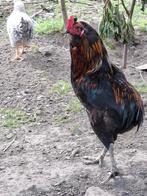 Coq araucana (te ruilen), Dieren en Toebehoren