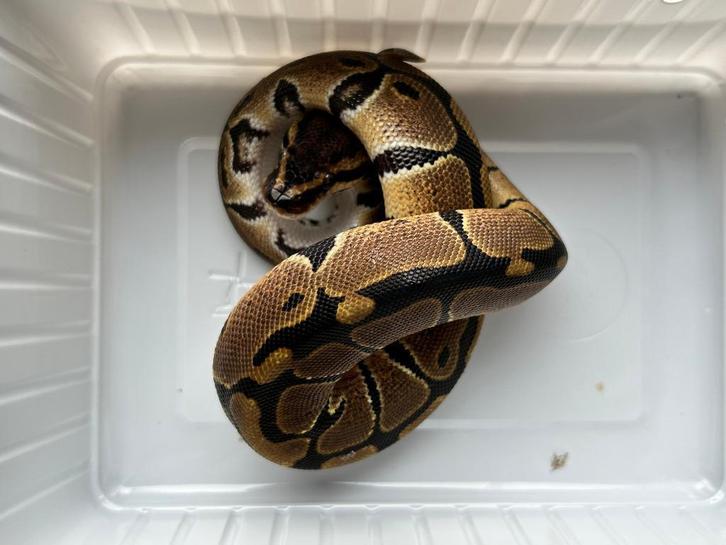 1.0 ball python - axanthic TSK pos het lavender albino, Dieren en Toebehoren, Reptielen en Amfibieën, Slang, 0 tot 2 jaar, Tam
