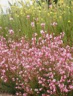 Gaura 'Siskiyou pink', Ophalen, Vaste plant