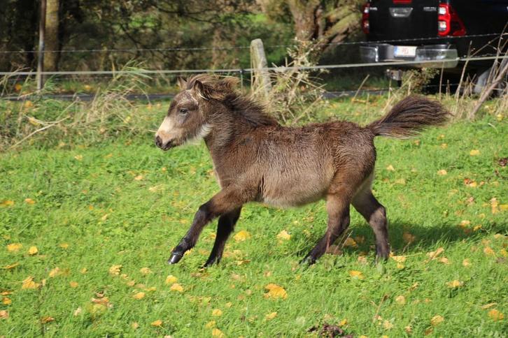 Grote maat shetlandpony, Dieren en Toebehoren, Pony's, Hengst, Onbeleerd, A pony (tot 1.17m), Recreatiepony, 0 tot 2 jaar, Gechipt