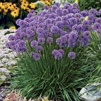 Allium "Millenium", Ophalen, Volle zon