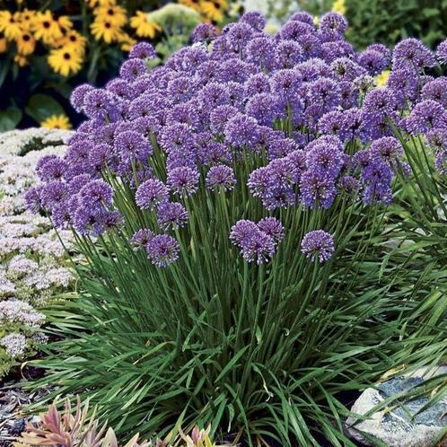 Allium "Millenium", Tuin en Terras, Planten | Tuinplanten, Volle zon, Ophalen