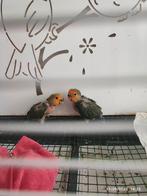 Baby papagai rosicoli 3 weekend