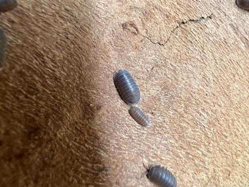 Cubaris murina, Dieren en Toebehoren, Insecten en Spinnen, Overige soorten
