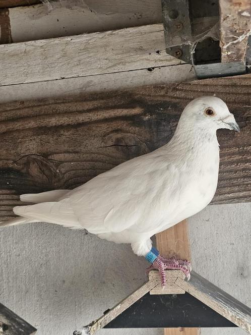 4 kweekduiven (vervolg), Dieren en Toebehoren, Vogels | Duiven, Postduif