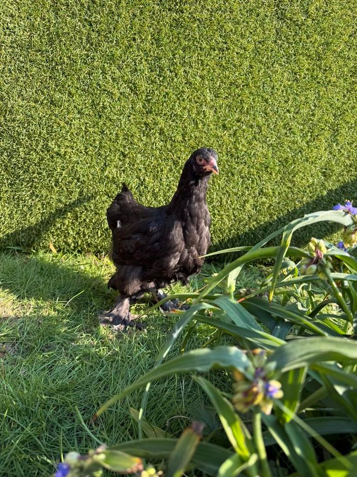 Brahma groothoender zwart hen, Dieren en Toebehoren, Pluimvee, Kip