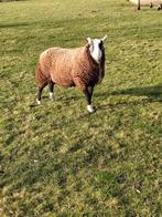 schaap, Mannelijk, Schaap, 0 tot 2 jaar