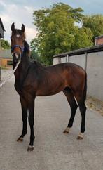 Kwaliteitsvolle jaarling Dourkhan Hero x Zwiep des Fontaines, Dieren en Toebehoren, Paarden, Springpaard, 0 tot 2 jaar, Hengst