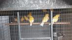 Gele kanaries 2025, Dieren en Toebehoren, Vogels | Kanaries