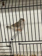 Zwartborst bleekrug/oranjeborst grijze pop, Femelle, Oiseau tropical, Bagué