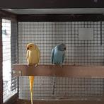 Halsbanden parkieten, Dieren en Toebehoren, Vogels | Parkieten en Papegaaien, Meerdere dieren, Parkiet, Geringd