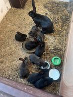 Konijnen, Dieren en Toebehoren, Konijnen, Meerdere dieren, Groot, Hangoor, 0 tot 2 jaar