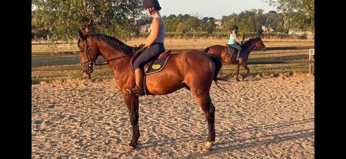 12-jarige ruin RX 100%, Dieren en Toebehoren, Paarden, Ruin, M, 165 tot 170 cm, 11 jaar of ouder, Recreatiepaard, Met stamboom