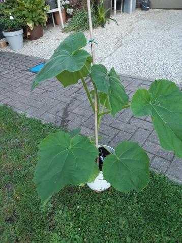 Paulownia tomentosa - Anna Paulowna boom beschikbaar voor biedingen