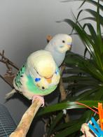 Valkparkieten tam, Dieren en Toebehoren, Tam