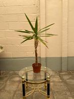 Yucca 2 x, Ophalen, Yucca