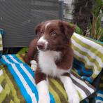 Border collie reutje, Dieren en Toebehoren, België, Fokker | Hobbymatig, Reu, CDV (hondenziekte)