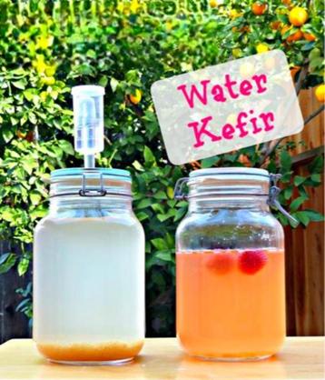 Kéfir Champagne Kéfir d'eau grains de kéfir probiotiques fra, Divers, Enlèvement