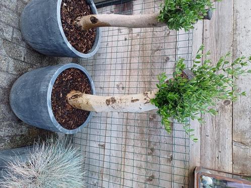 Mooìe olijfbomen, Tuin en Terras, Planten | Bomen, Olijfboom, 100 tot 250 cm, In pot, Ophalen