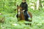super brave D-pony, Dieren en Toebehoren, Merrie