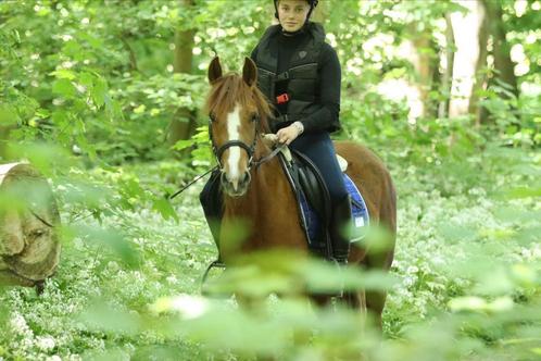 super brave D-pony, Dieren en Toebehoren, Pony's, Merrie