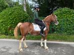 Lieve C pony, Dieren en Toebehoren, Pony's, Ruin, Zadelmak, 3 tot 6 jaar, C pony (1.27m tot 1.37m)