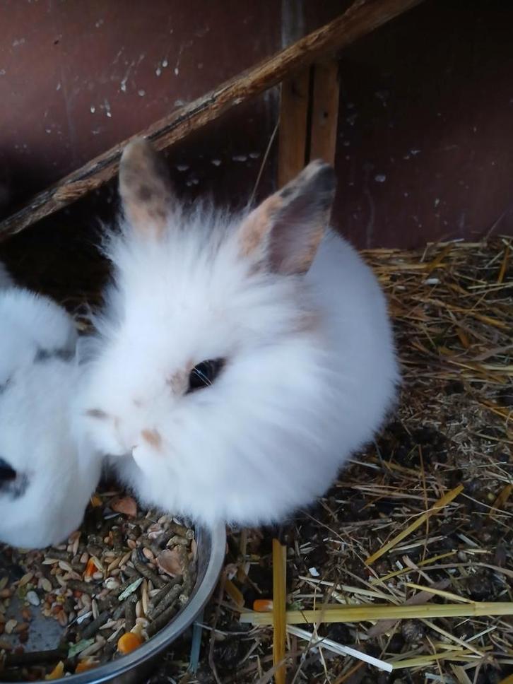 3 dwergkonijnen mannetjes, Dieren en Toebehoren, Konijnen