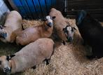 Drachtige kameroen ooien te koop, Dieren en Toebehoren, Schapen, Geiten en Varkens, Geit