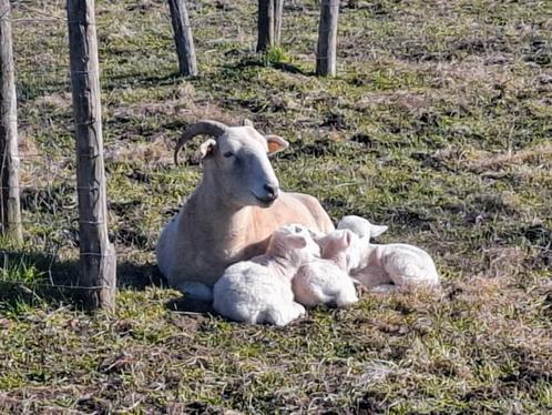 Wiltshire Horn Lammeren stamboek, Dieren en Toebehoren, Schapen, Geiten en Varkens, Schaap, Meerdere dieren, 0 tot 2 jaar