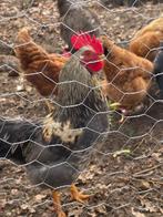 Jonge haan, Dieren en Toebehoren, Pluimvee, Mannelijk