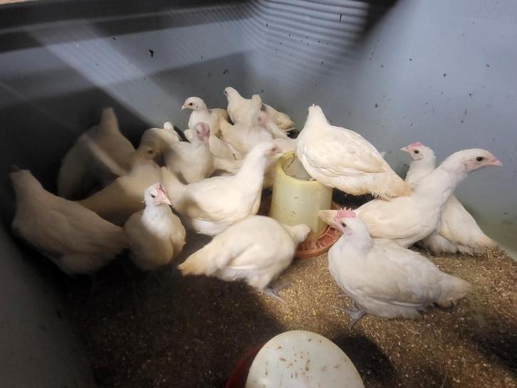 Poule de bresse
7 weken oud, Dieren en Toebehoren, Pluimvee, Kip, Meerdere dieren