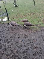 Blauwe pauwen 2025., Dieren en Toebehoren, Pluimvee