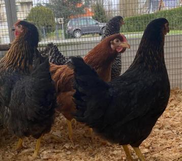 Legkippen en kuikens (hennetjes) te koop beschikbaar voor biedingen