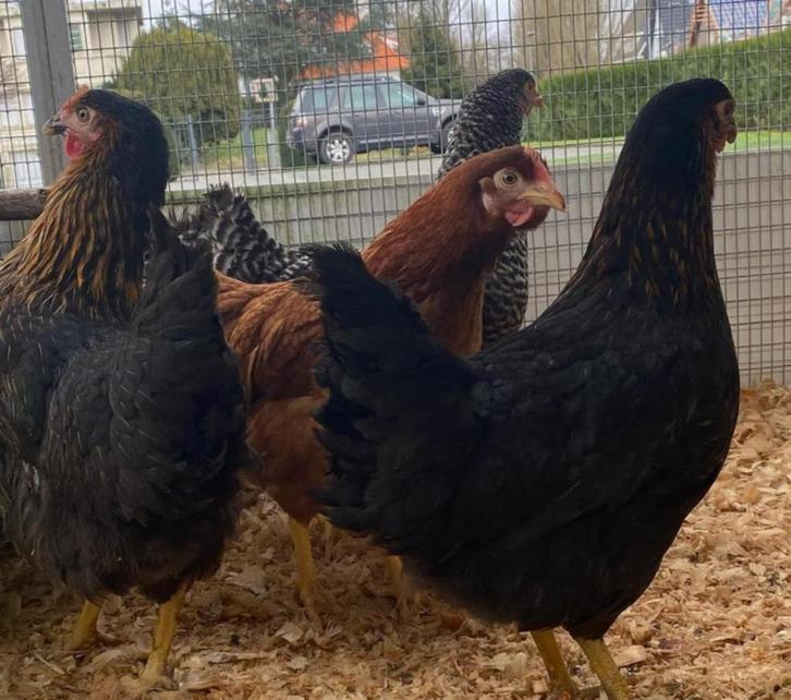 Legkippen, Dieren en Toebehoren, Vogels | Overige Vogels, Meerdere dieren