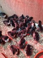 34 kuikens Marans zwart koperhals, Dieren en Toebehoren, Pluimvee