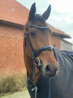 dressuur merrie, Dieren en Toebehoren, Paarden, Merrie, Dressuurpaard, Gechipt, 11 jaar of ouder