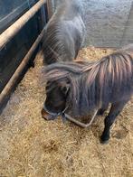 2 super lieve shetlanders zoeken een nieuw huis .