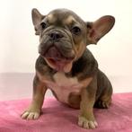 Franse Bulldog - pups te koop, Dieren en Toebehoren, Honden | Chihuahua's en Gezelschapshonden, 15 weken tot 1 jaar, Buitenland